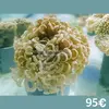 [TodoMarino.com] Semana del CORAL.
