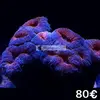 [TodoMarino.com] Semana del CORAL.