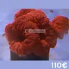 [TodoMarino.com] Semana del CORAL.