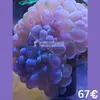 [TodoMarino.com] Semana del CORAL.