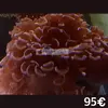 [TodoMarino.com] Semana del CORAL.