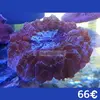 [TodoMarino.com] Semana del CORAL.