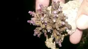 [TodoMarino.com] Vendo esquejes y piezas por remoderacion - Ontinyent  (valencia)