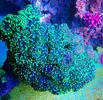 [TodoMarino.com] VENDIDA!!!Pieza euphylia paradivisa - Pontevedra
