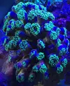 [TodoMarino.com] VENDIDA!!!Pieza euphylia paradivisa - Pontevedra