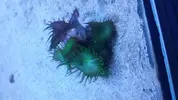 [TodoMarino.com] Vendo corales - Tarragona