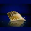 [TodoMarino.com] NASSARIUS SP. Y TROCHUS SP.