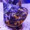 [TodoMarino.com] NASSARIUS SP. Y TROCHUS SP.