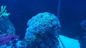 [TodoMarino.com] euphyllia divisa (BCN) - Barbera del valles (BCN)
