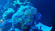 [TodoMarino.com] euphyllia divisa (BCN) - Barbera del valles (BCN)