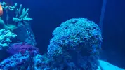 [TodoMarino.com] euphyllia divisa (BCN) - Barbera del valles (BCN)