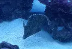 [TodoMarino.com] Vendo Acreichthys Tomentosus - Madrid - Madrid