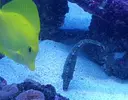 [TodoMarino.com] Vendo Acreichthys Tomentosus - Madrid - Madrid