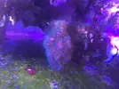 [TodoMarino.com] Pocillopora damicornis Verde cuerpo rosa - Barcelona