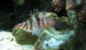 [TodoMarino.com] Vendo Cirrhitichthys Falco (Pez halcón) Terrassa, Vallès - Terrassa, Vallès, Barcelona