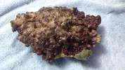 [TodoMarino.com] Roca + 3 kilos llena de palithoas - Madrid