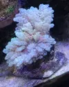 [TodoMarino.com] Euphylia pierde color