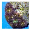 [TodoMarino.com] Ofertonnnnnn Colonia xl zoas reverse Space monster -
