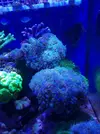 [TodoMarino.com] Piezas de euphyllia divisa - Madrid