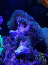 [TodoMarino.com] Piezas de euphyllia divisa - Madrid