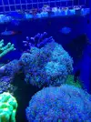 [TodoMarino.com] Piezas de euphyllia divisa - Madrid