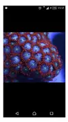 [TodoMarino.com] Rebajita Megapack euphylias y zoas