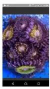 [TodoMarino.com] Rebajita Megapack euphylias y zoas
