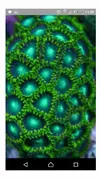[TodoMarino.com] Rebajita Megapack euphylias y zoas