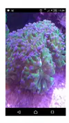 [TodoMarino.com] Rebajita Megapack euphylias y zoas