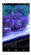 [TodoMarino.com] Rebajita Megapack euphylias y zoas