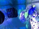 [TodoMarino.com] REEF-cam de TMC.