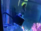[TodoMarino.com] REEF-cam de TMC.