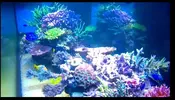 [TodoMarino.com] REEF-cam de TMC.