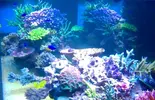 [TodoMarino.com] REEF-cam de TMC.