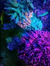 [TodoMarino.com] REEF-cam de TMC.