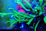 [TodoMarino.com] REEF-cam de TMC.