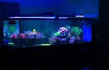 [TodoMarino.com] REEF-cam de TMC.