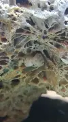 [TodoMarino.com] ¿Conejo marino?