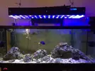 [TodoMarino.com] Vendo acuario completo 120l en Madrid. - Madrid