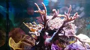 [TodoMarino.com] acro y anemona quadricolor roja - san fernando cadiz