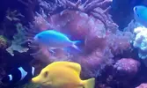 [TodoMarino.com] acro y anemona quadricolor roja - san fernando cadiz