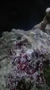 [TodoMarino.com] Un nuevo Boquerón por aquí