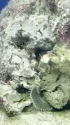 [TodoMarino.com] Un nuevo Boquerón por aquí