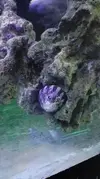[TodoMarino.com] Un nuevo Boquerón por aquí
