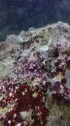 [TodoMarino.com] Un nuevo Boquerón por aquí