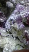 [TodoMarino.com] Un nuevo Boquerón por aquí