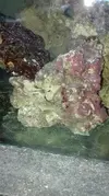 [TodoMarino.com] Un nuevo Boquerón por aquí