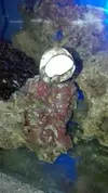 [TodoMarino.com] Un nuevo Boquerón por aquí