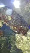 [TodoMarino.com] Un nuevo Boquerón por aquí