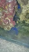 [TodoMarino.com] Un nuevo Boquerón por aquí